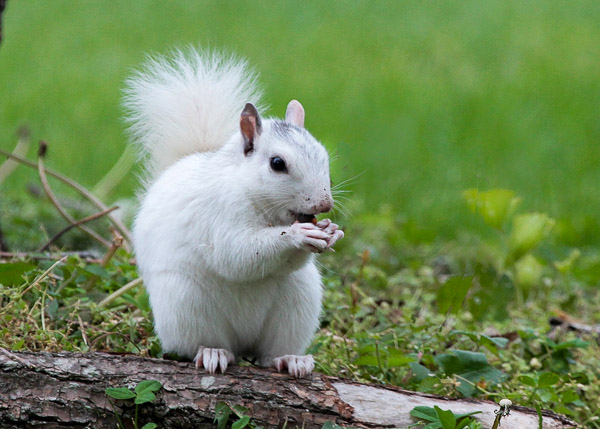 Fun things to do in Asheville NC : White Squirrel found in Brevard NC. 