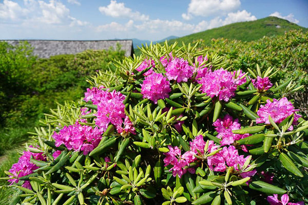Fun things to do in Asheville NC : Rohododendron At Craggy Gardens. 